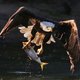 Amerika’s ‘nationale vogel’ massaal vergiftigd door loden kogels van slordige jagers