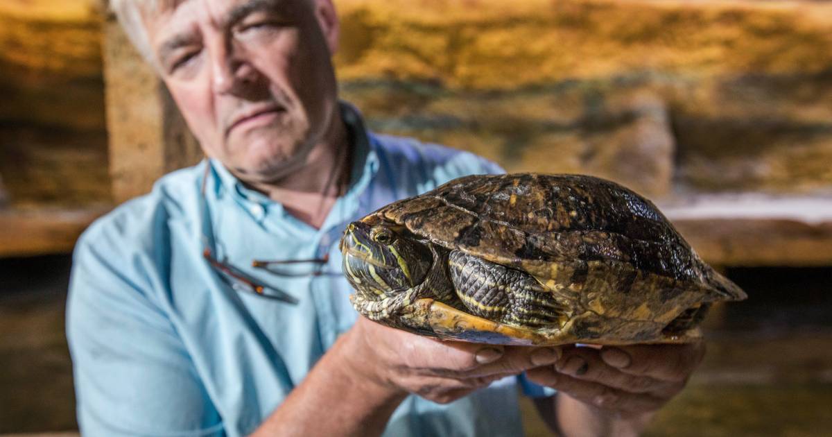 Arbitrage Elektricien Belang Reptielenopvang Serpo baalt flink van vele gedumpte schildpadden: 'Laat ze  maar liever in de sloot zitten' | Den Haag | AD.nl