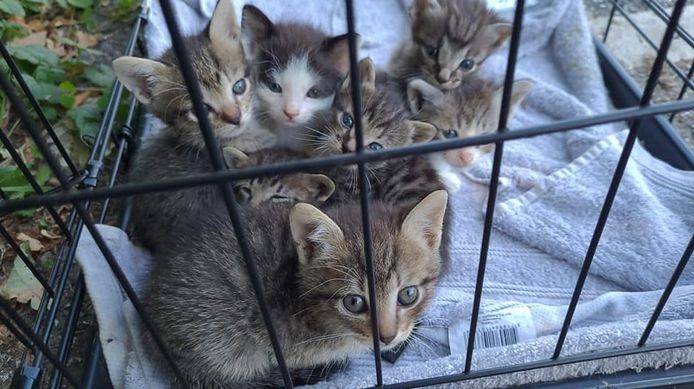 Op een parkeerplaats in het Amsterdamse Bos werden zeven kittens in een bench achtergelaten.