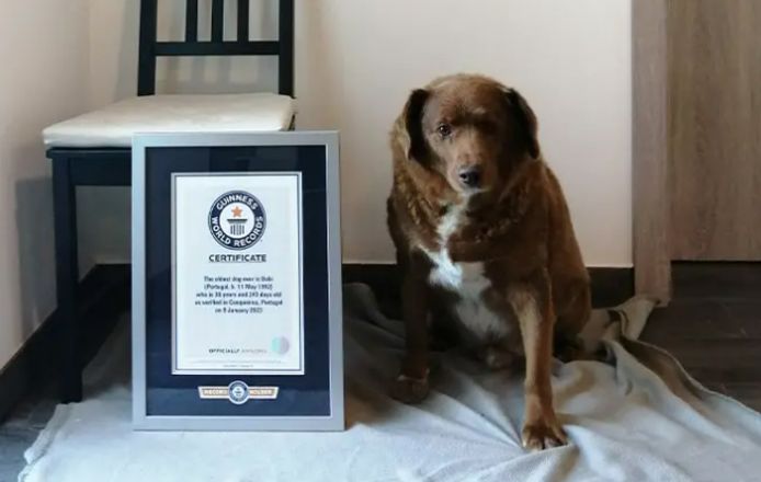 Bobi in februari 2023, toen hij de titel kreeg van "oudste hond ter wereld". Hij was toen volgens zijn baasje 31 jaar oud, al wordt die leeftijd nu in twijfel getrokken.