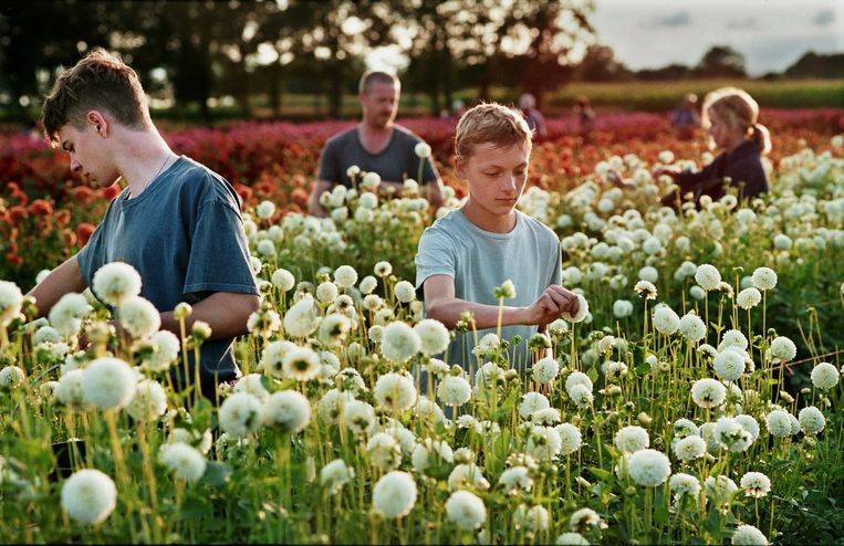 ‘Ik wilde absoluut beelden van intimiteit tussen jongens in de film. Zulke beelden linken we automatisch aan seksualiteit, omdat we ze niet gewoon zijn, ik heb ze nog vrijwel nooit in een film gezien.’  Beeld rv