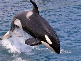 Onderzoekers vinden hoogste concentratie giftige stoffen ooit in aangespoelde orka