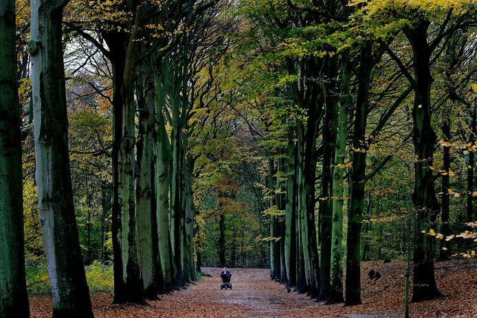 Elektronisch Verlichting Bestrooi Staatsbosbeheer: Vermijd het bos in het weekeinde | Zware winterstorm |  AD.nl