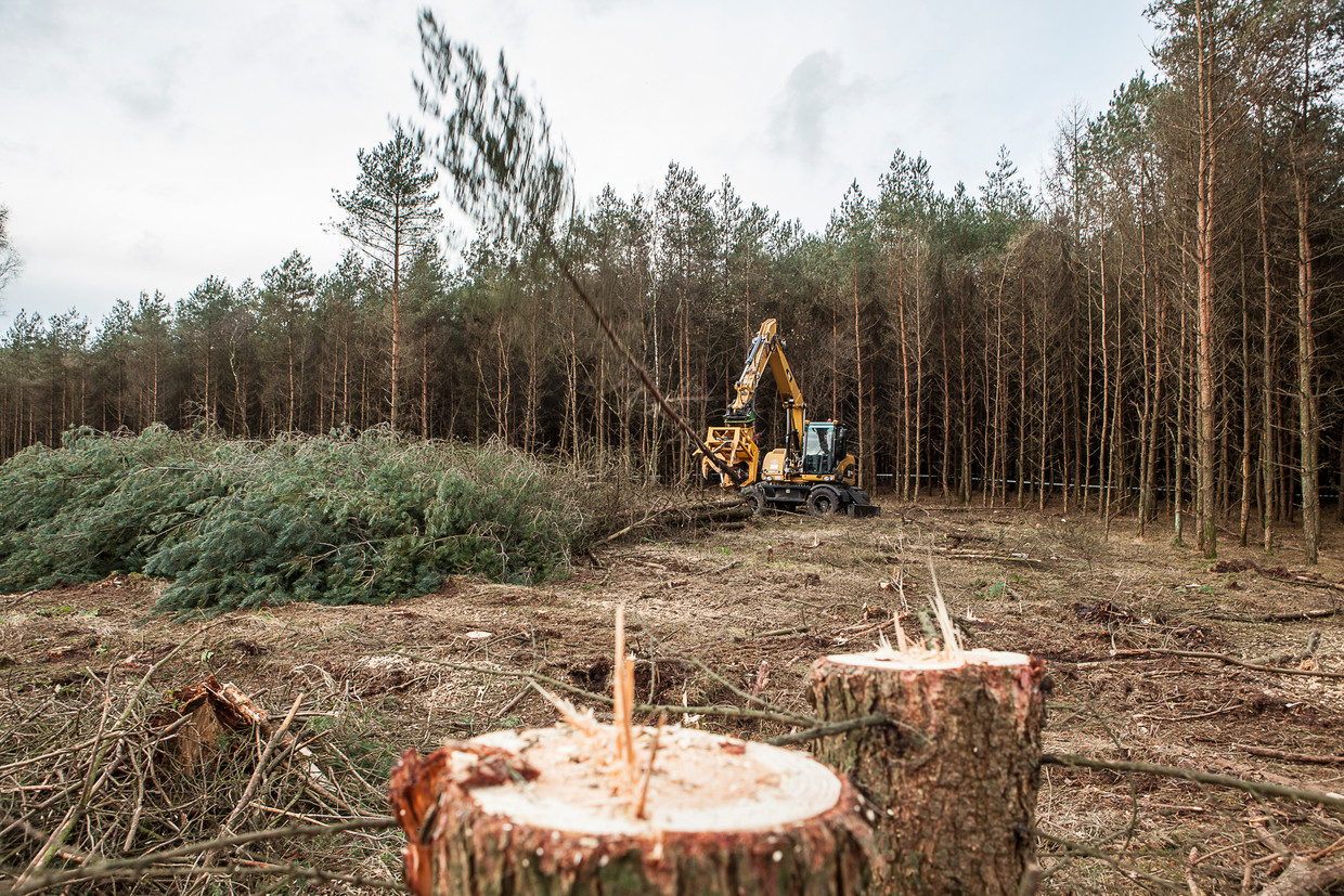  Staatsbosbeheer kapt een voormalig sparrenbos in het Nationaal beek- en esdorpenlandschap Drentsche Aa.
 Beeld Harry Cock / de Volkskrant