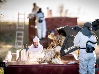 Zeldzaam geval van besmetting met vogelgriep bij Brit vastgesteld