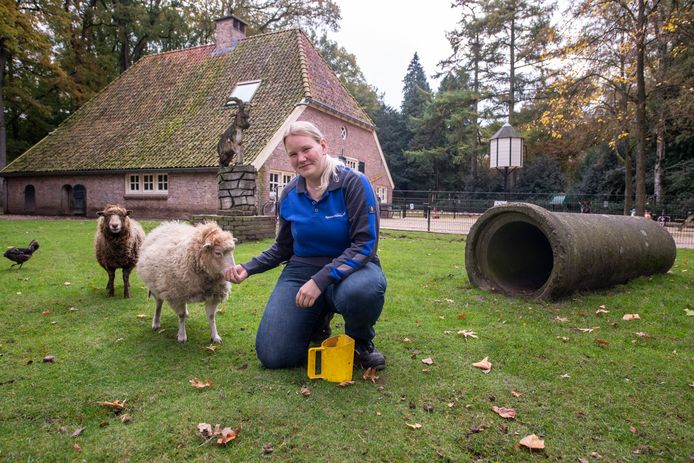 Beheerder Emmy Bakker van de kinderboerderij Eigen Erf met de Ouessantschapen.