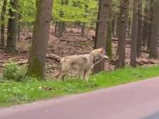 Wolf bedelt in Ermelo om voedsel en nu dreigen maatregelen: ‘Ik ben woest! Mensen veroorzaken dit’