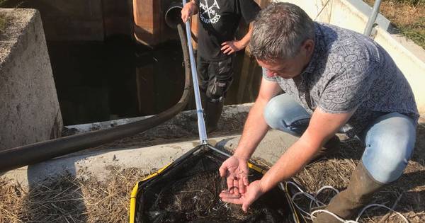 Oproep Waterschap Aa en Maas om vissen in Bakel te redden
