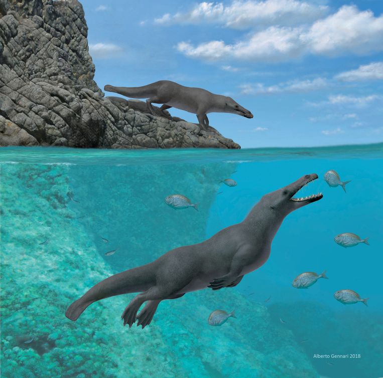 De Peregocetus pacificus, zoals deze eruit gezien kan hebben Beeld Alberto Gennari