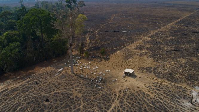 Honderd landen beloven tegen 2030 ontbossing te stoppen