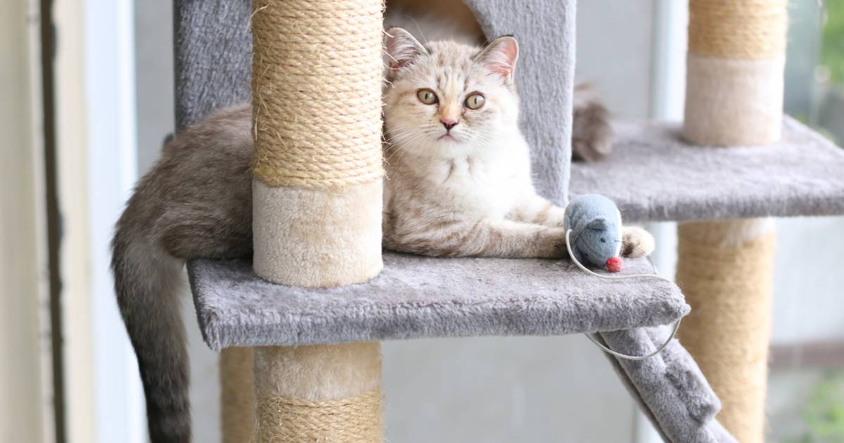 Is katten binnen houden überhaupt wel haalbaar? ‘Ik kan ze dan maar beter laten inslapen