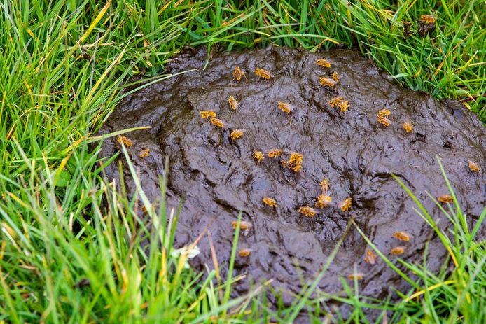 Er zijn meldingen binnengekomen van huisbazen die mest in de tuin van hun huurders dumpten.