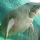 Indische zeekoe, zeeoren en zuilkoraal in lijst van met uitsterven bedreigde dieren: ‘Rampzalige omgang met oceanen’