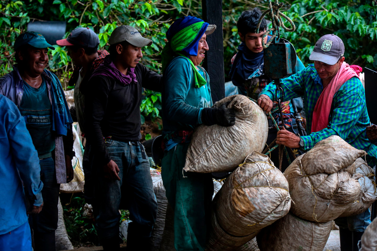 Koffieplukkers wegen zakken met koffiebonen op een plantage in Colombia. Beeld AFP