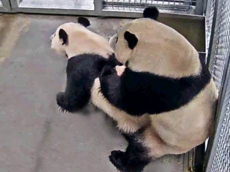 Zwangere panda in Rhenen krijgt geen Chinees bezoek vanwege coronavirus