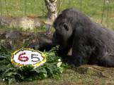 Taart voor de oudste gorilla ter wereld