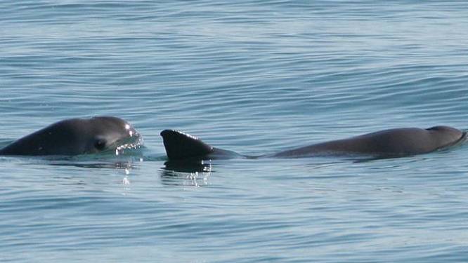 Ze zijn maar met dertig: dit is het meest bedreigde zeezoogdier ter wereld