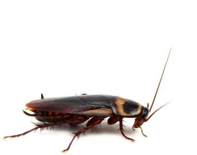 NVWA sluit restaurant na kakkerlak in soep