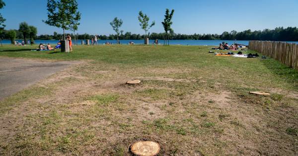 Eiken gekapt in strijd tegen rups | Eikenprocessierups - De Gelderlander