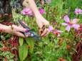 Geef je tuin een wellnesskuur: met deze tips help je planten er weer bovenop