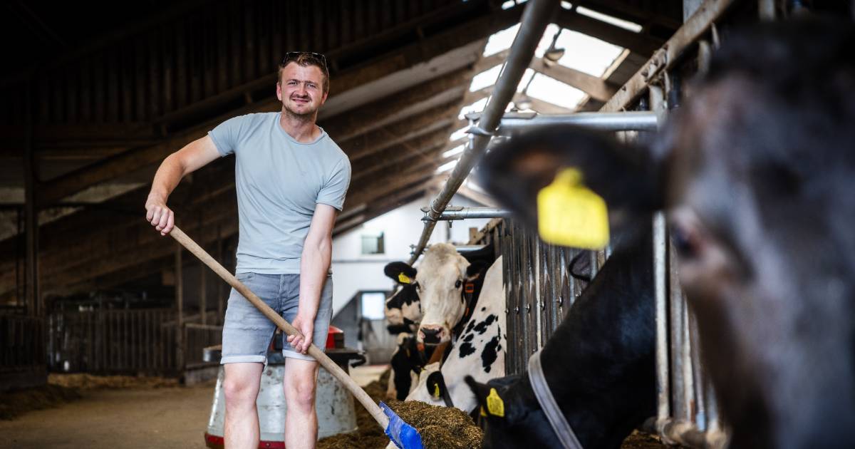 Voor meer vrijheid ging Dick terug naar zijn boerderij: ‘Je bent je eigen keurmeester’