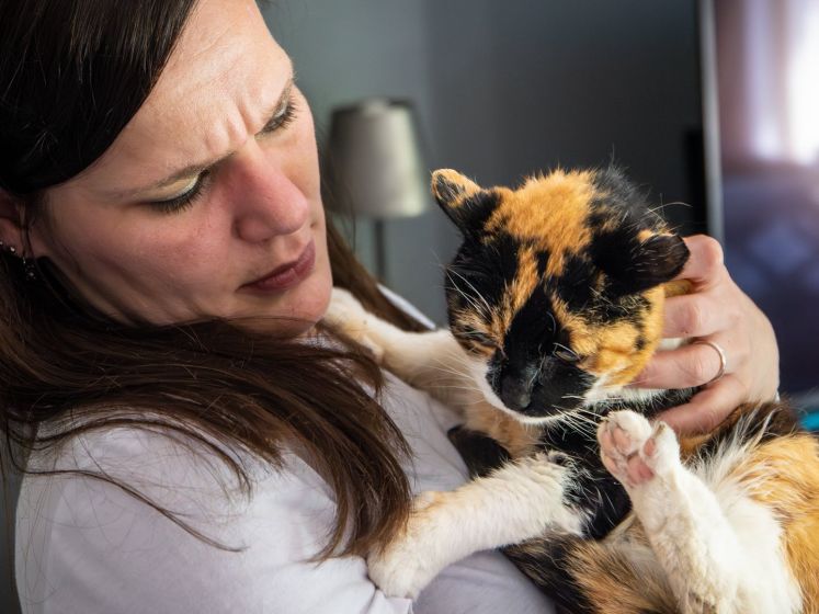Poes Veugje na ruim zeven jaar terug bij baasje in Huissen