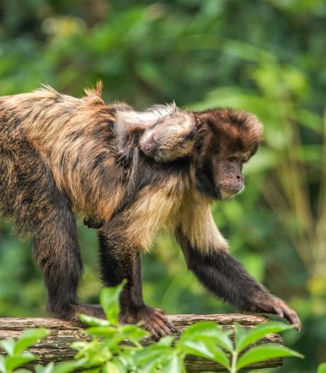 Zeldzaam kapucijnaapje geboren in DierenPark Amersfoort: ‘Kijkt al nieuwsgierig om zich heen’