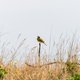 ‘Pesticiden in landbouw grote oorzaak van dramatische afname vogelpopulatie in Europa’