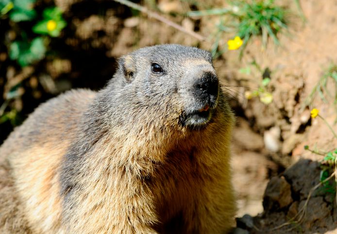 In de Mongoolse provincie Khovd sprong de pest over op twee broers die marmottenvlees aten.