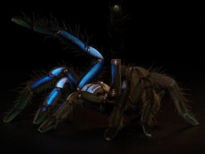 There are tiny nanostructures on the tarantula that manipulate light so that you see the spider glowing in blue and violet.