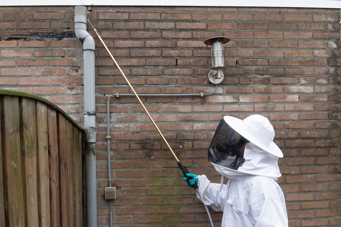 Bart de Bont heeft een plaagdierbestrijdingsbedrijf en wordt regelmatig gevraagd wespennesten te verwijderen, zoals hier in Raamsdonksveer.