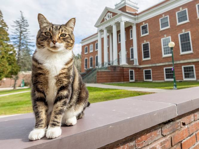 Kat is graag geziene gast op Amerikaanse campus, nu mag hij zich zelfs doctor Max noemen