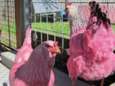Man verft kippen roze 'om mensen te laten glimlachen'