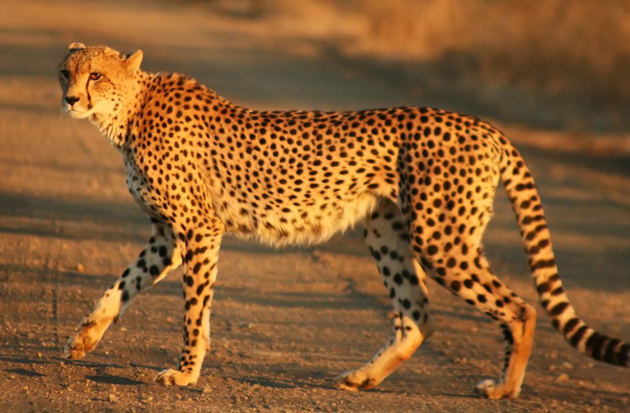 Nu herbergt het land de laatste Aziatische cheetahs, een bescheiden groepje van ongeveer vijftig exemplaren Beeld WikiMedia