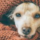 8 tekenen dat je hond ziek is of de griep heeft