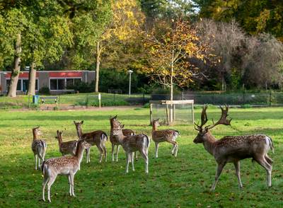 Ermelo treurt om opgeheven dierenweide, maar nu gloort er tóch hoop aan de horizon