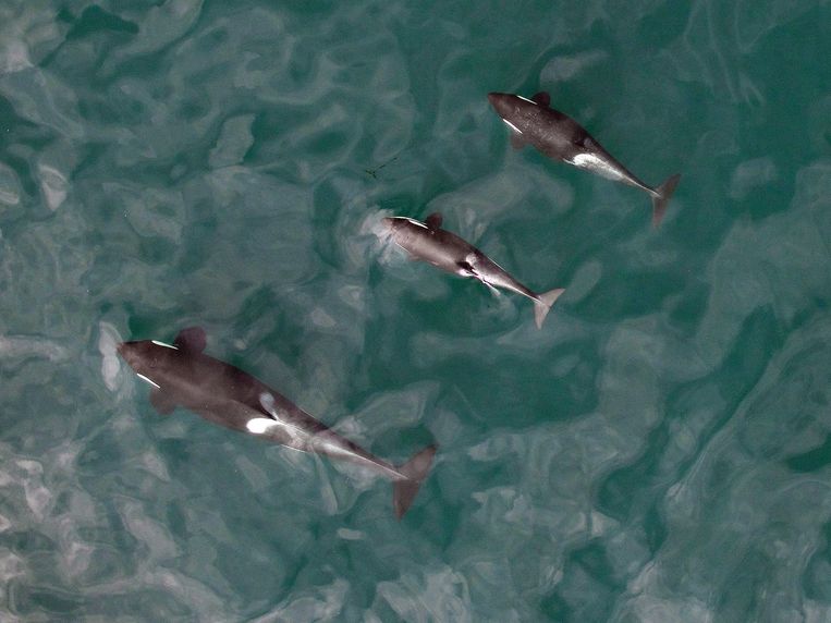 Een orka-familie voor de kust van de Amerikaanse staat Washington. Beeld ap