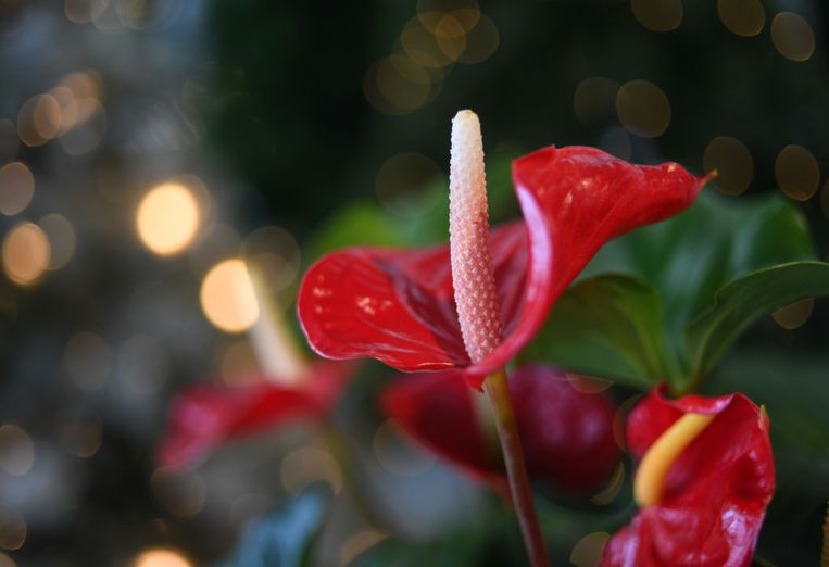 strottenhoofd Burgerschap Articulatie Déze 8 soorten bloemen blijven het langst mooi | Margriet