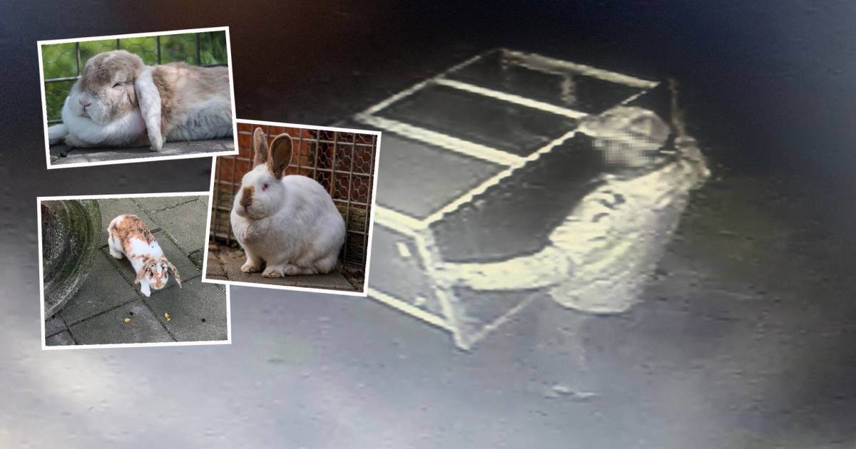 Furto di coniglio nei Paesi Bassi: un ladro torna una settimana dopo per restituire Lola, ma sostituisce il coniglio con una copia |  All’estero