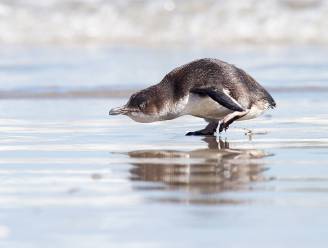 Duizenden dwergpinguïns gestorven aan Nieuw-Zeelandse kust