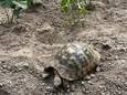 De Griekse landschildpad Jan is sinds zondag vermist. “Wie hem vindt, mag een beloning verwachten”, zegt Chris Lapeysen.