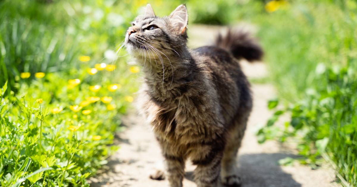 Incredible: A cat travels 1,000 kilometers to find its owner |  strange