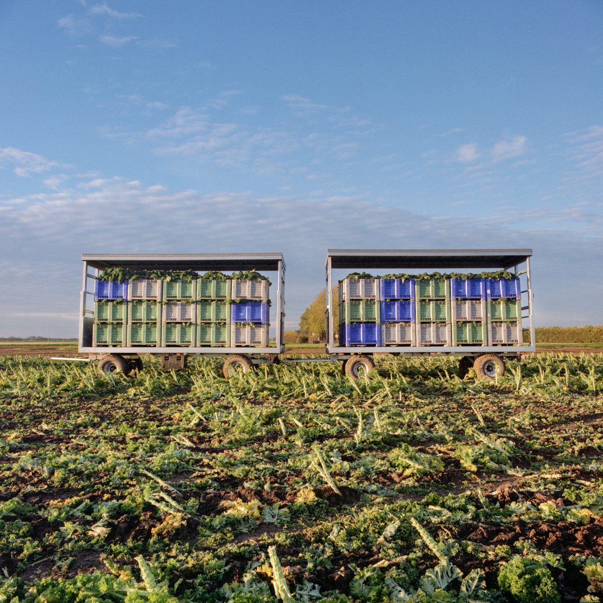 Nieuwe Niedorp 2019, boerenkooloogst. Beeld Loek Buter