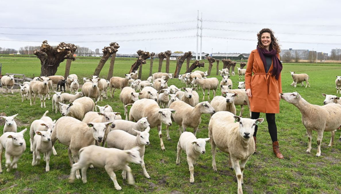 95 procent van de schapenwol wordt niet gebruikt.