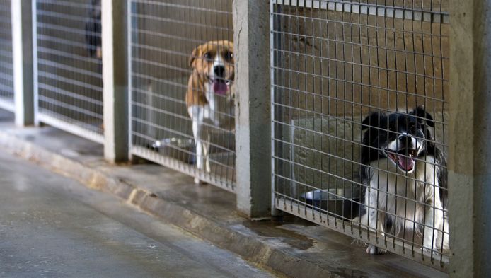 leugenaar Besnoeiing pomp Dierentehuis reserveert plekken voor honden uit Oekraïne die niet bij  baasje kunnen blijven | Utrecht | AD.nl