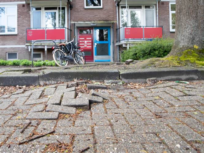 Ooit was Deventer groenste stad van Europa, nu zorgen opdrukkende boomwortels er voor ‘onveiligheid’
