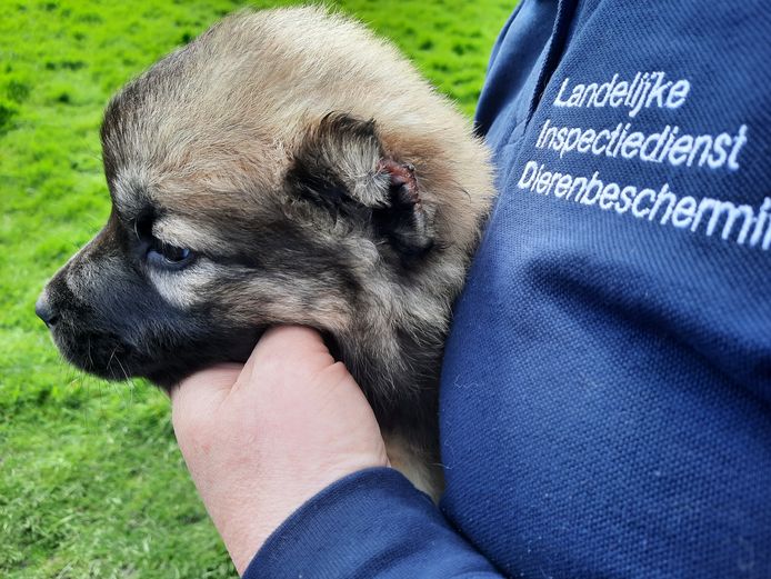 De oren van de pup waren afgeknipt.