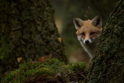 Veluwe-film WILD bracht vos Saar en zwijn Pootje dichtbij voor maker Luc