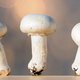 Dit wil je weten over vitamine D-champignons
