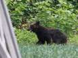 Un ours tente de s’inviter à la première épreuve des JO